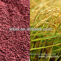 Pure natural plant extract red yeast rice